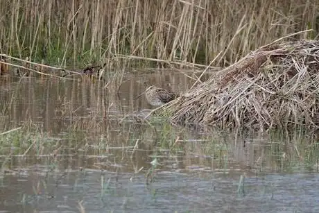 Grisedale Hide