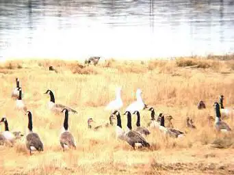 Belle Isle Marsh Marine Ecology Park