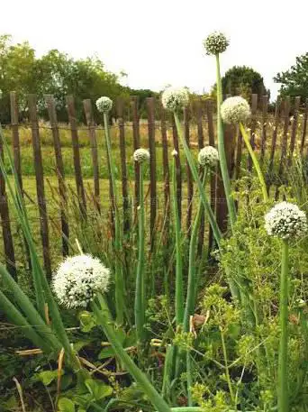 Pedagogique de l'association Melgueil environnement Garden