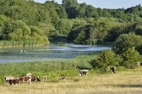 Knepp Wildland Safaris