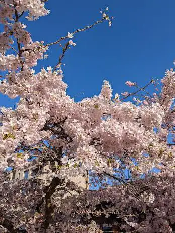 Cherry Blossoms in Chinatown