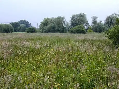 Winnersh Marsh