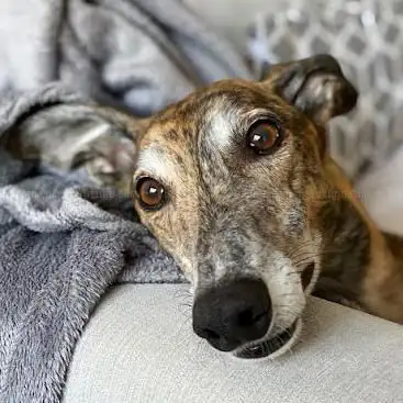 Coral Brighton & Hove Greyhound Stadium