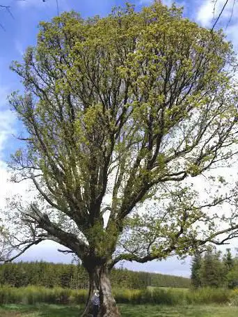 Gros Chêne