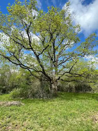 Arbre magique