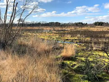 Ferndown Common