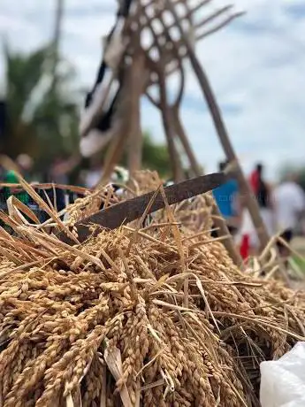 Festa de la plantada de l'arròs