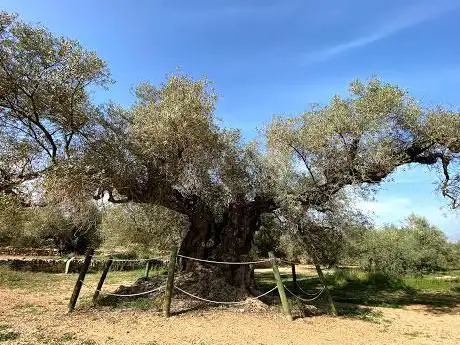 Fondo de l'Arión