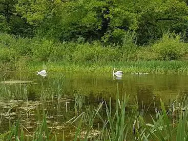 National Trust - Bookham Commons