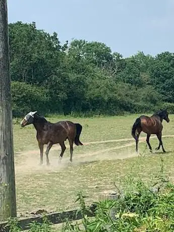 The London Horseplay Centre