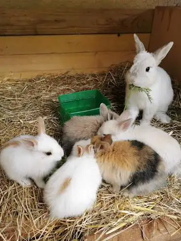 La P'tite Ferme Pédagogique de la Goutte d'Or