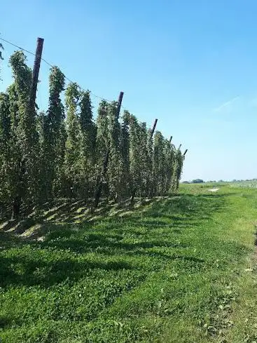 Hopteelt