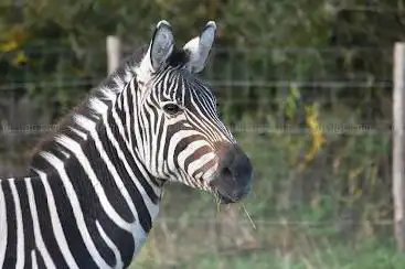 ZooParc Vallée de la Sûre