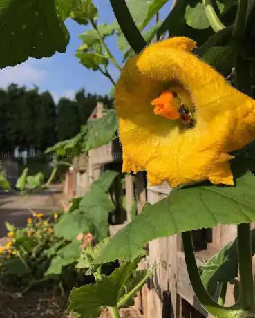 Winterley Lane Allotments