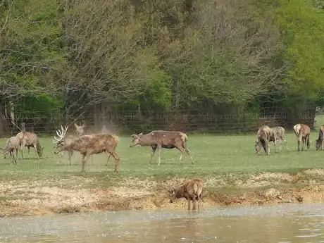 The Deer Park