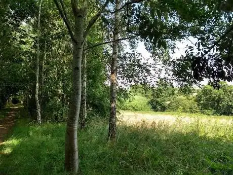 North Wellingborough Tree Belts