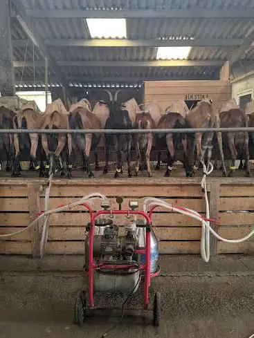 La Chèvre Rit - Ferme Pédagogique / Fromage