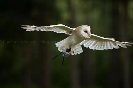 Go Active Falconry / The Bird Of Prey Centre - Falconry Experiences