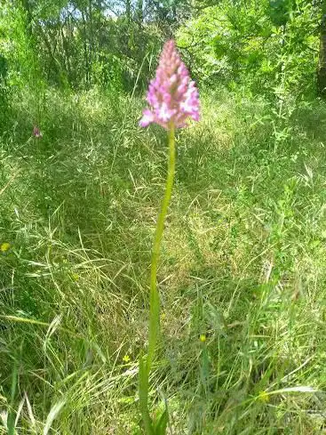 Plaine des Orchidées