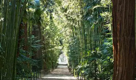 The Bamboo Cevennes