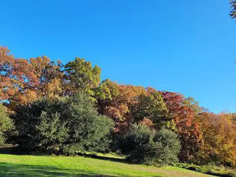 National Grove of State Trees